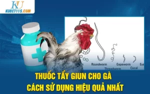 Thuốc tẩy giun cho gà – Cách sử dụng hiệu quả nhất