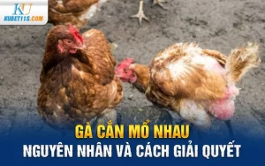 Gà cắn mổ nhau – Nguyên nhân và cách giải quyết