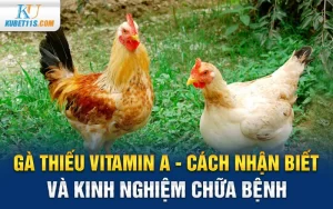 Gà thiếu vitamin A – Cách nhận biết và kinh nghiệm chữa bệnh