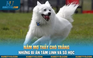 Nằm mơ thấy chó trắng – Những bí ẩn tâm linh và số học