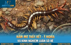 Nằm mơ thấy rết – Ý nghĩa và kinh nghiệm luận số đề