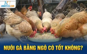 Nuôi gà bằng ngô có tốt không?